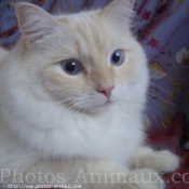 Photo de Ragdoll