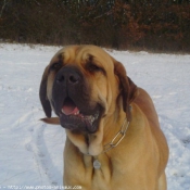 Photo de Fila brasileiro