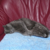 Photo de Chartreux