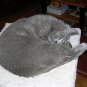 Photo de Chartreux