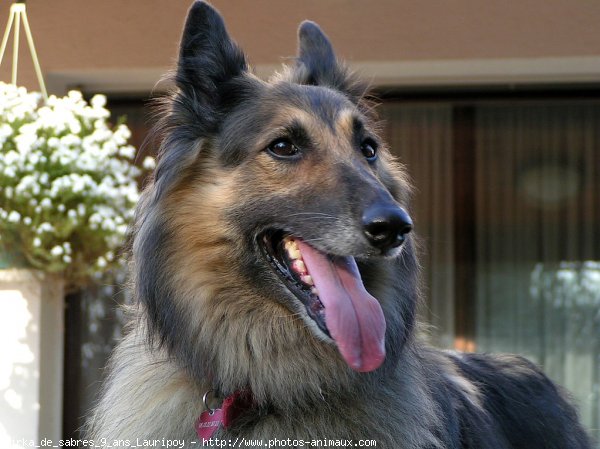 Photo de Berger belge tervueren