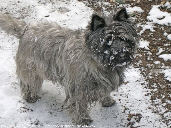 Photo de Cairn terrier