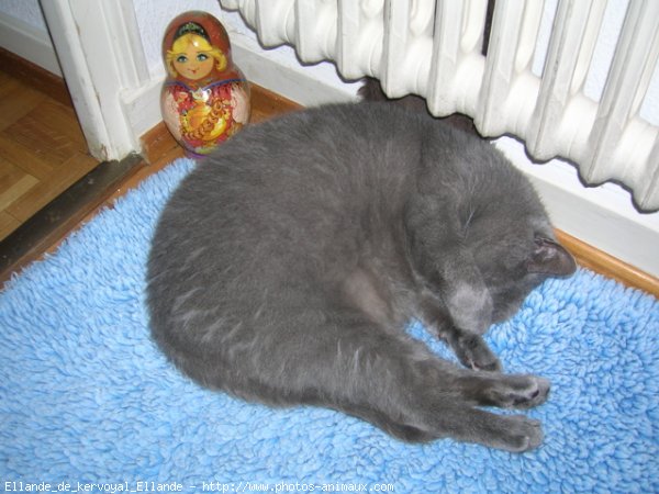 Photo de Chartreux