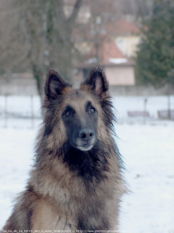 Photo de Berger belge tervueren