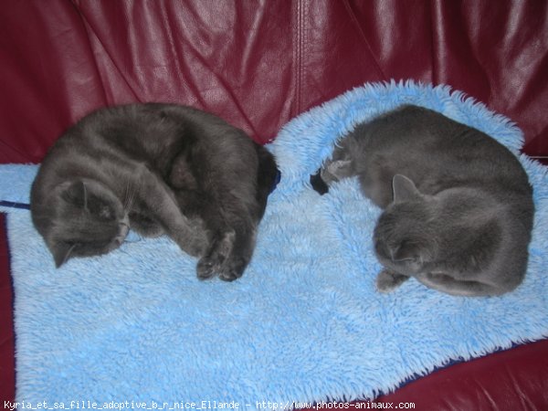 Photo de Chartreux