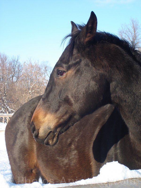 Photo de Quarter horse