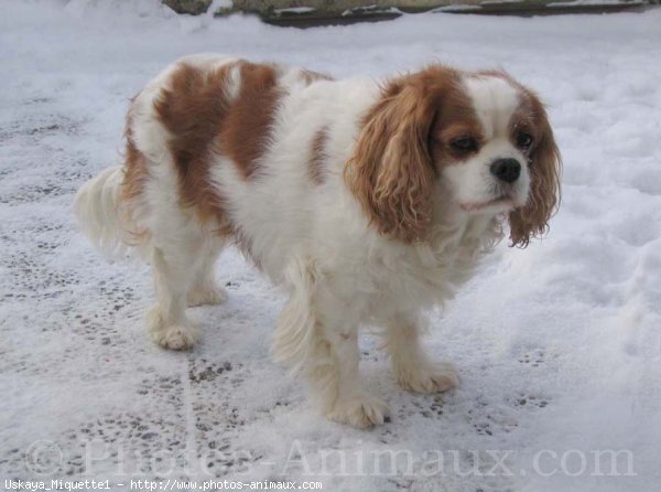 Photo de Cavalier king charles spaniel