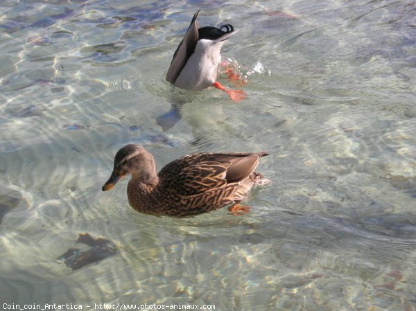 Photo de Canard