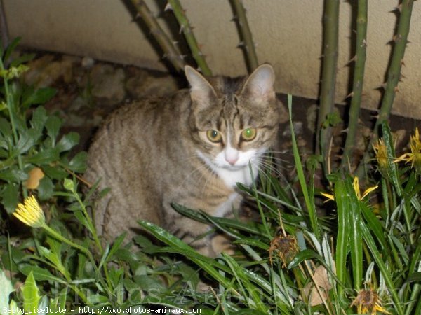 Photo de Chat domestique