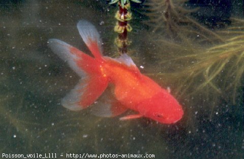 Photo de Poissons rouges