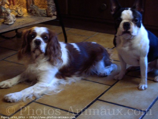 Photo de Cavalier king charles spaniel