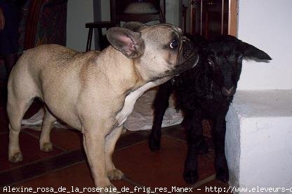 Photo de Bouledogue franais