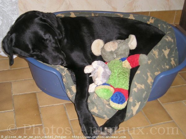 Photo de Labrador retriever