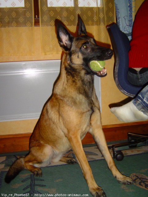 Photo de Berger belge malinois