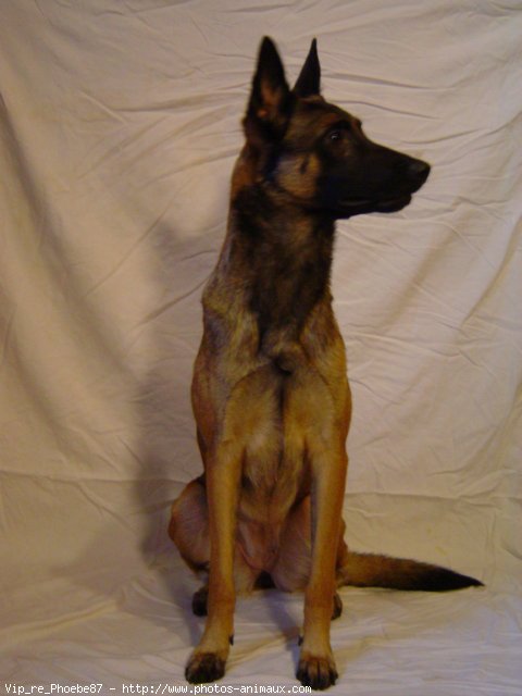 Photo de Berger belge malinois