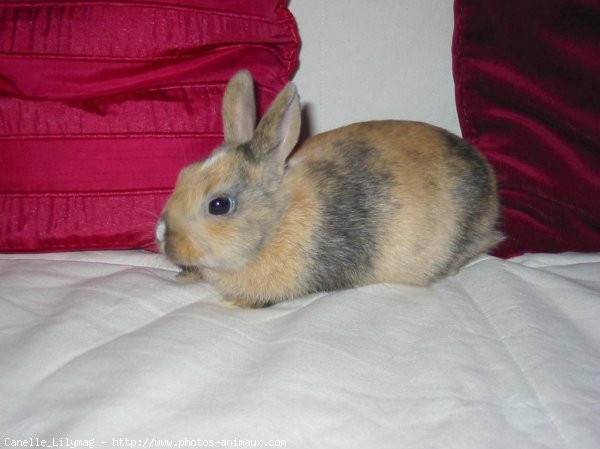 Photo de Lapin