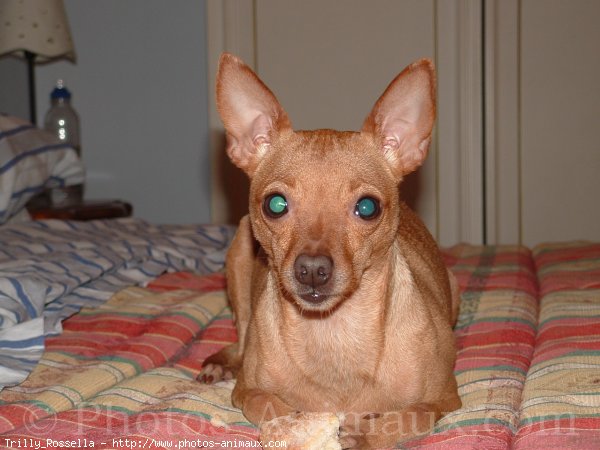 Photo de Pinscher nain