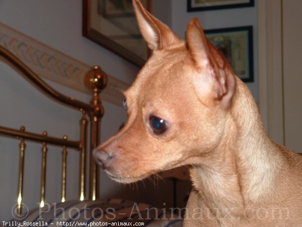 Photo de Pinscher nain