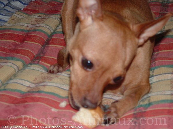 Photo de Pinscher nain