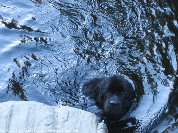 Photo de Chien de terre-neuve