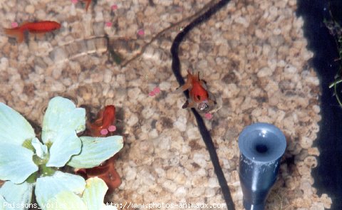 Photo de Poissons rouges