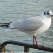 Photo de Mouette