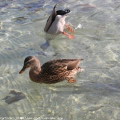 Photo de Canard