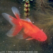 Photo de Poissons rouges