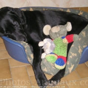 Photo de Labrador retriever