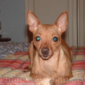 Photo de Pinscher nain