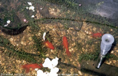 Photo de Poissons rouges