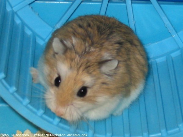 Photo de Hamster