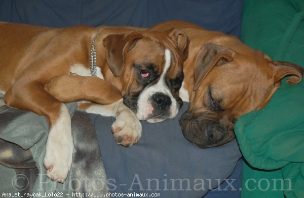 Photo de Boxer