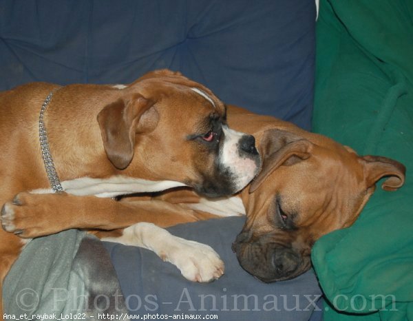 Photo de Boxer