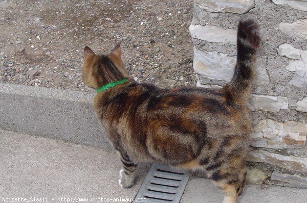 Photo de Chat domestique