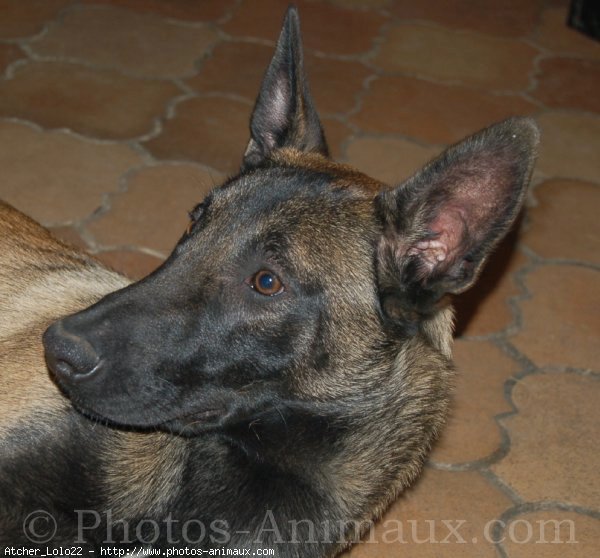 Photo de Berger belge malinois