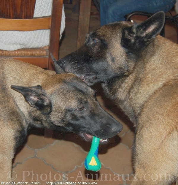 Photo de Berger belge malinois