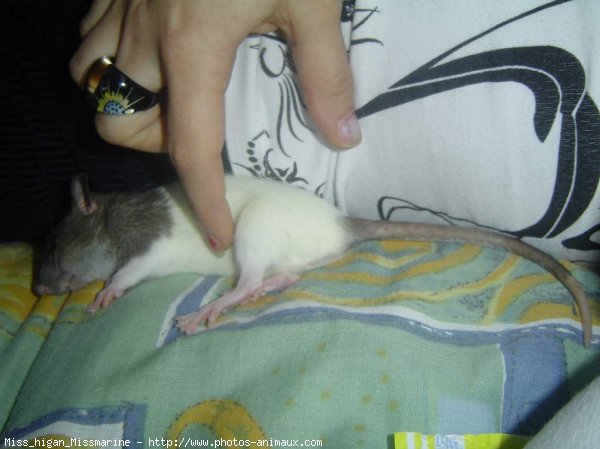 Photo de Rat