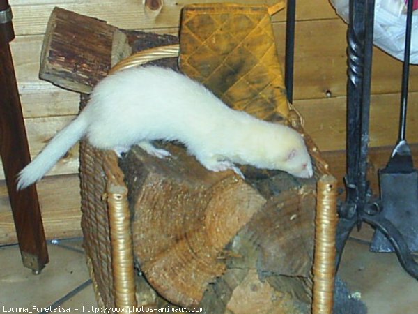 Photo de Furet