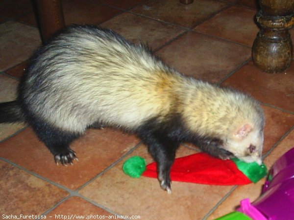 Photo de Furet