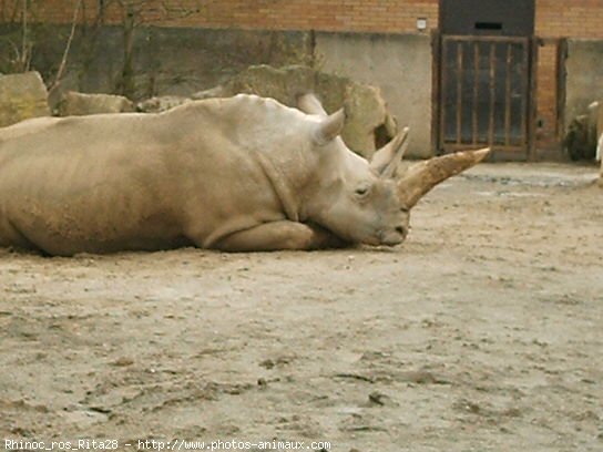 Photo de Rhinocros