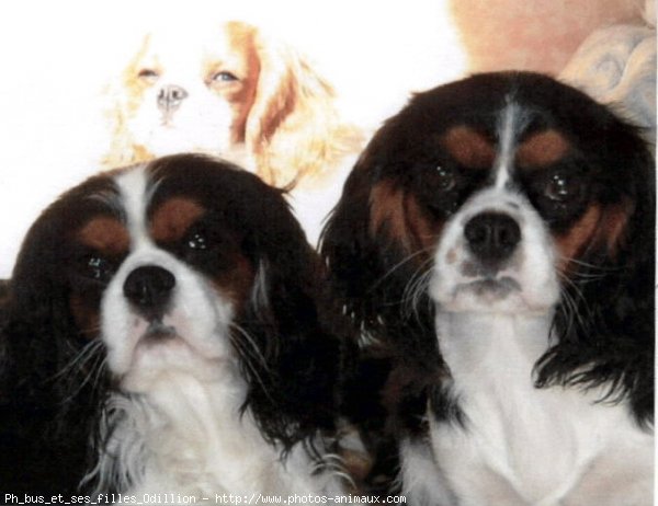 Photo de Cavalier king charles spaniel