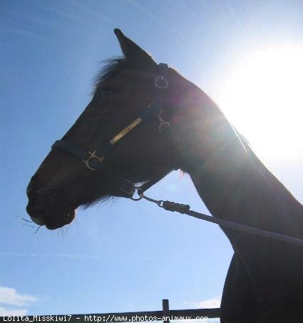 Photo de Races diffrentes