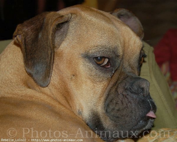 Photo de Boxer