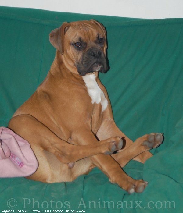 Photo de Boxer