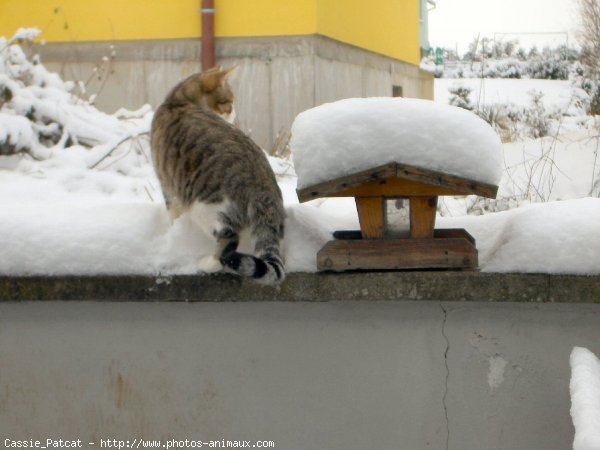 Photo de Chat domestique