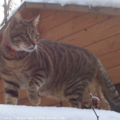 Photo de Chat domestique