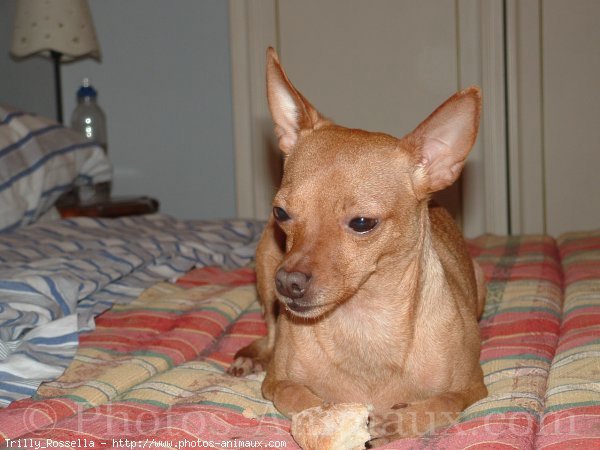 Photo de Pinscher nain