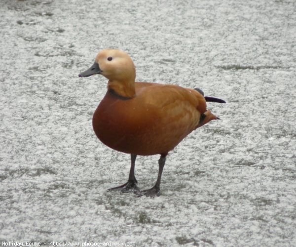 Photo de Canard tadorne casarca