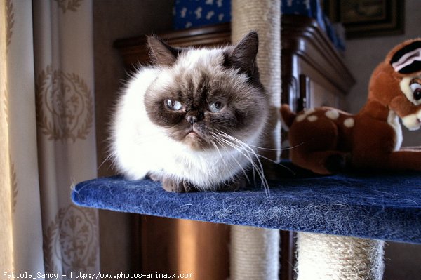 Photo d'Exotic shorthair